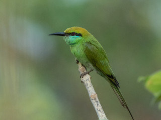 green bee eater