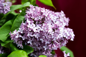 lilac flowers with green leaves in spring