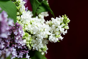 lilac flowers with green leaves in spring
