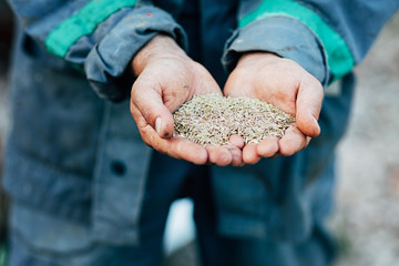 Male hands hold a handful of seeds for sowing