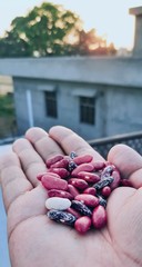 freshly cultivated red kidney beans