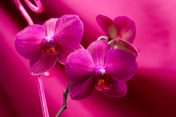 red orchid on a red background
