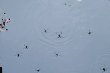 たくさんのアメンボが前を向く