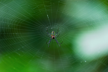 spider on web