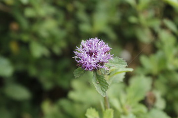 purple thistle flower
