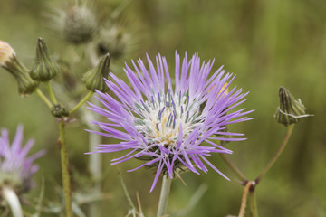 Galactites tomentosa the purple milk thistle plant with thorns and a lovely purple star shaped...