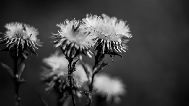black and white, flower, bokeh, carlina vulgaris