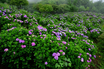 埼玉県秩父市　美の山公園　満開のあじさい