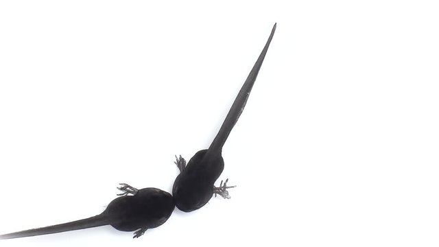 Embryos of tadpoles moving on a white background. 
