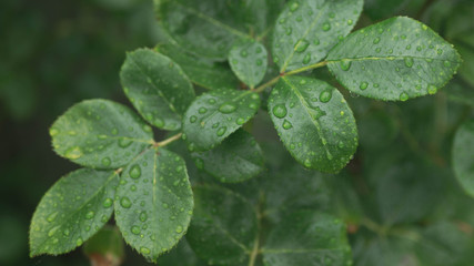 rain drops on a leaf