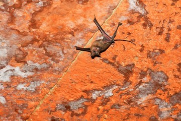 Bats hanging on sealing roof at Kutch, Gujarat, India