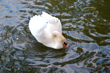 White swan swimming in the lake