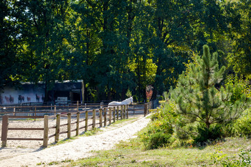 Fototapeta na wymiar White horse in the paddock near the forest