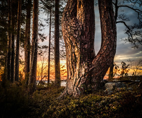 Fototapete bei efototapeten.de bestellen   