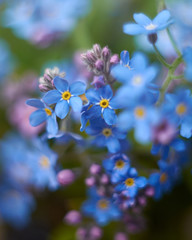 Beautiful photo of forget-me-nots close-up. Myos&oacute;tis. Blue flowers. Author's style.