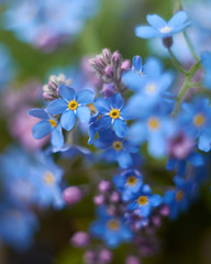 Beautiful photo of forget-me-nots close-up. Myosótis. Blue flowers. Author's style.