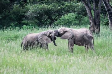 Obraz na płótnie Canvas Zambian elephants