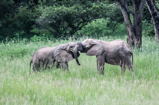 Zambian elephants