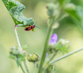 insect on  a leaf
gendarme sur une feuille