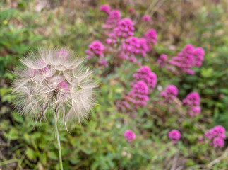 pissenlit et fleurs
dandelion and flowers
