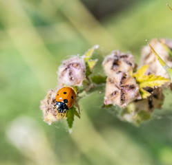 coccinelle sur une fleur
ladybug on a flower