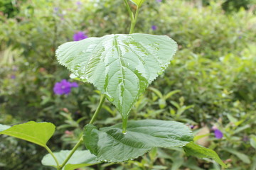 close up of a green plant