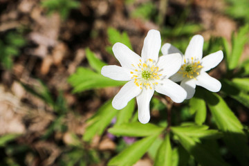 beautiful white wild anemone spring flower in the forest close up