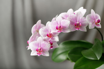 A blooming white pink orchid of genus phalaenopsis, variety Rotterdam. Home and garden flowers