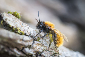 Bee on a tree