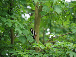 great spotted woodpecker climbing at a trunk