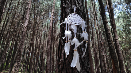 dream catcher attached to the tree in pine forest