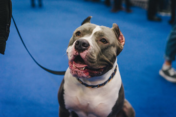 American Bully Dog at Dog Show