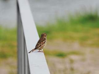sparrow sitting on top of traffic sign looking