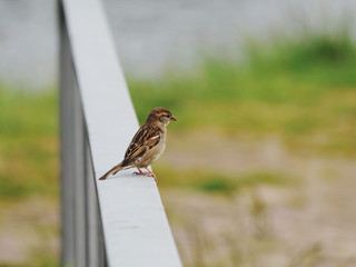 sparrow sitting on top of traffic sign looking
