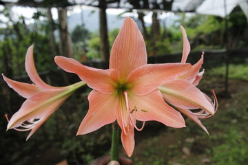 orange tiger lily