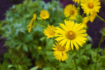 Beautiful yellow flowers in the garden