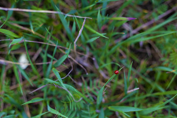 Naklejka na ściany i meble ladybug on the green grass