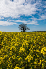 Lonely tree in a field with yellow flowers, and blue sky with white fluffy clouds.