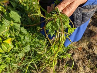 hop shoots in spring time