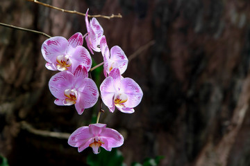 Phalaenopsis or Moth dendrobium Orchid flower in winter or spring day tropical garden