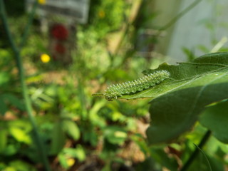 イモムシ larva