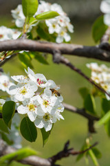 Flowerscape of branches in spring, in the garden of flowering apple trees with bees, close-up shooting