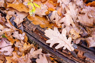 Dry oak leaves on the ground in a beautiful autumn forest. Top view.
