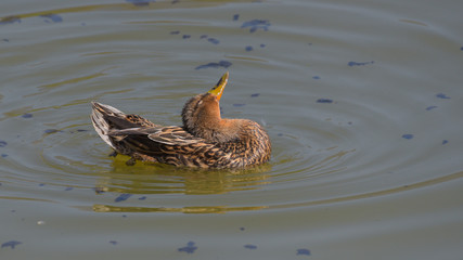 Femmina di germano reale che nuota sul lago 