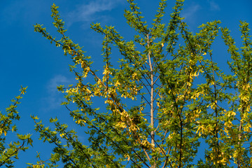 Maple Acer saccharinum against blue sky at sunset. Green leaves and catkins with yellow seeds on branch of Acer saccharinum maple. Close-up. Landscaped garden. There is place for text.