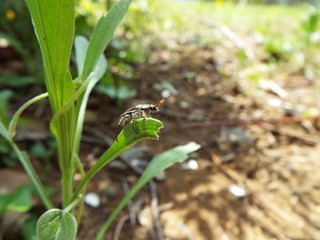 Obraz premium ヒゲブトハナムグリ japanese beetle
