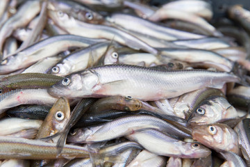 Smelt fish catch of fishermen of the commercial fishing brigade in the Gulf of Finland