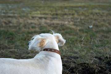 Dog walking