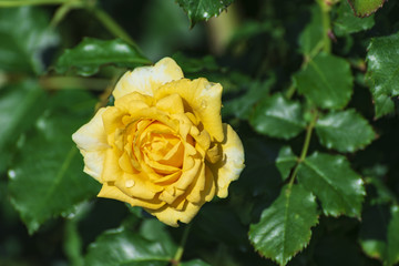 華麗に咲く薔薇