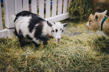 Naklejka na ściany i meble Baby Goat at Farm Exhibition